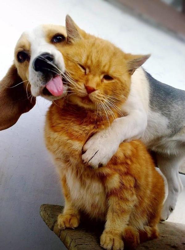 a.baa-Dog-hug-a-cat