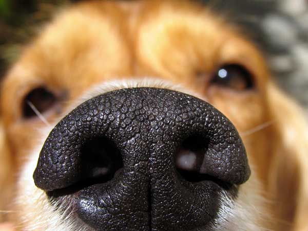 dog-nose-closeup