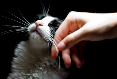 getty_rf_photo_of_hand_stroking_cat
