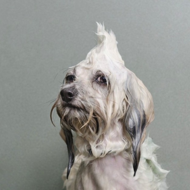 bathing-dogs-portraits-2
